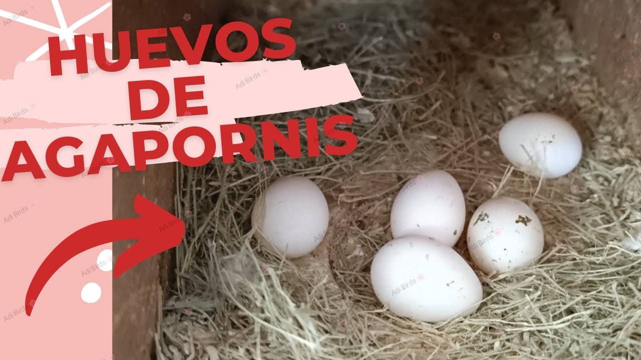 Huevos de Agapornis/ Agapornis 🦜/ Huevos/ Cuánto tardan en nacer? #aves #agapornis #huevos #nido