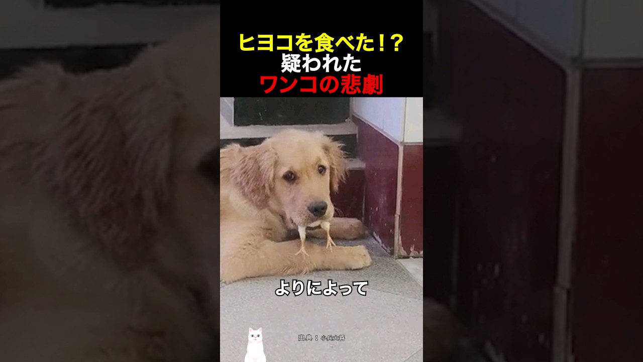 ヒヨコを食べた！？疑われたワンコの悲劇