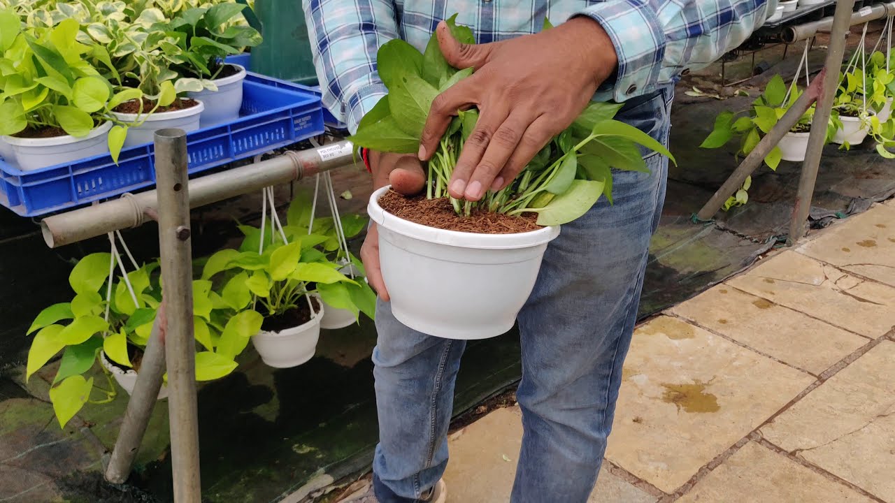 Indoor plants @Sanjay Nursery