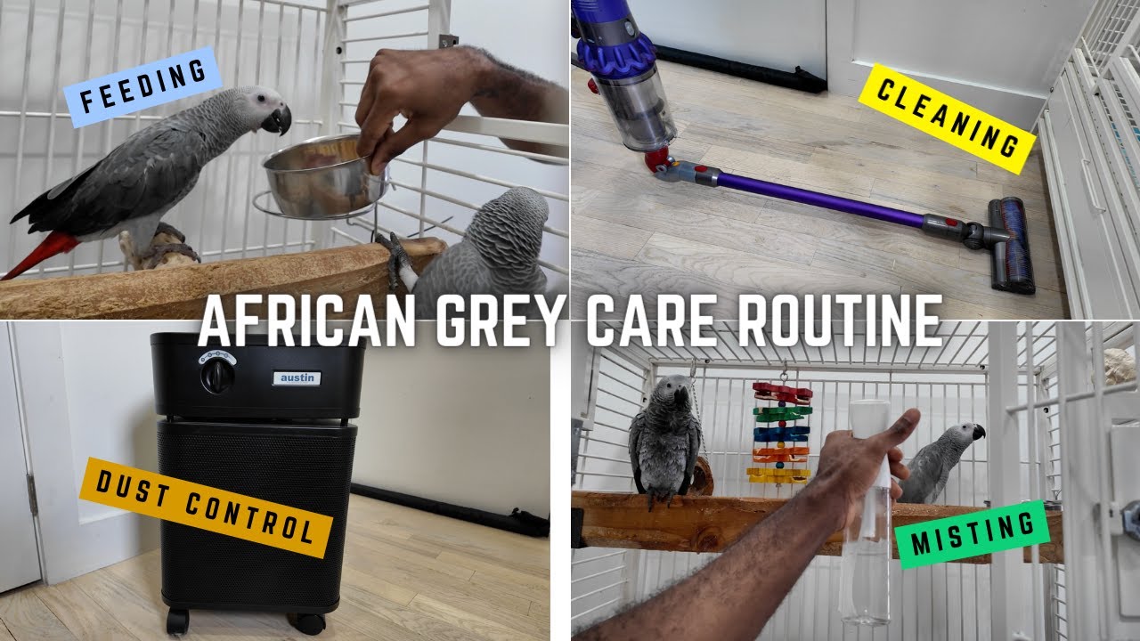 African Grey Parrot Care Routine 2024 - Everything You Need To Know!