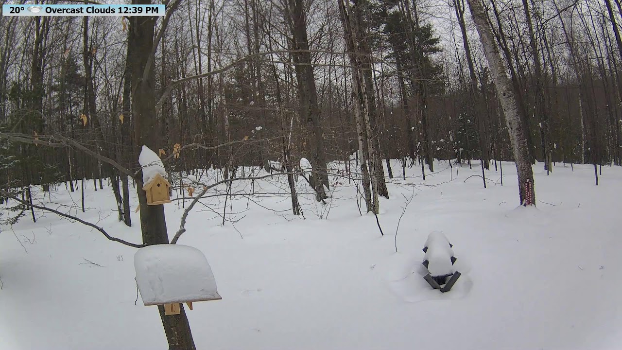 🔴 24/7 Wildlife Feeder Live | Birds, Deer & Flying Squirrels | Nicolet National Forest, Wisconsin
