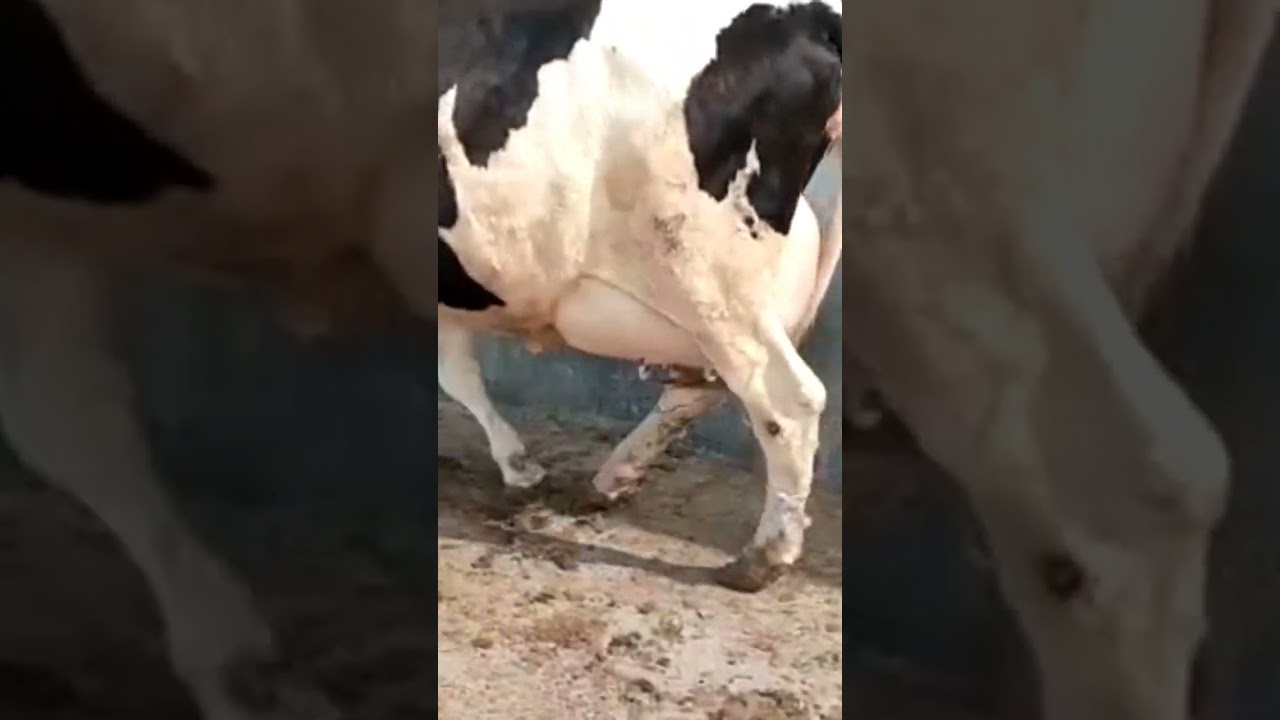 Heavy udder #shorts #youtubeshorts