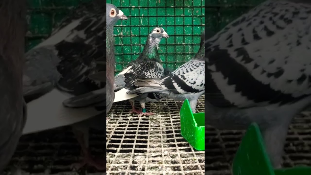 HIGH Flyers TRICKS #pigeon #pigeonhobby #kabootar #racingpegion #highflyer #karnapura #pigeonbreed