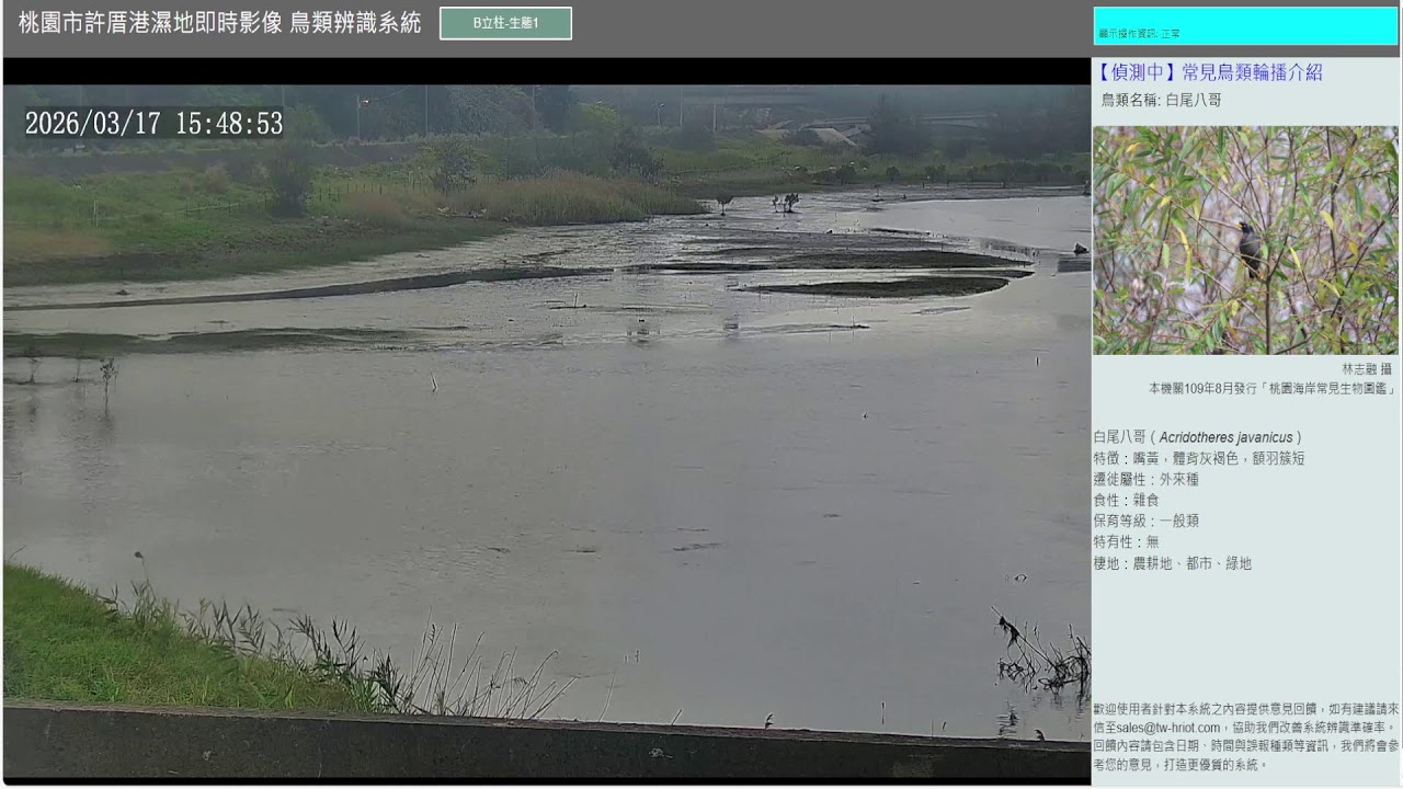 許厝港濕地鳥況直播