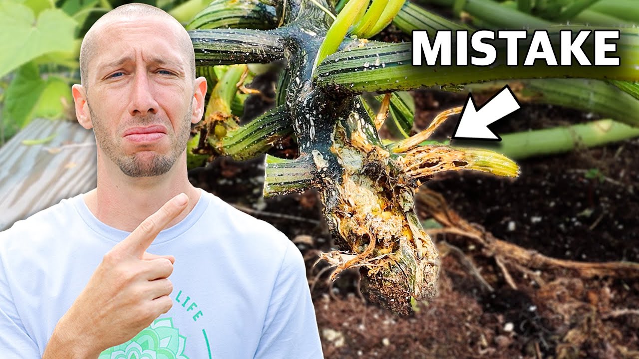 5 Tips to Grow Squash that NEVER Stops Producing
