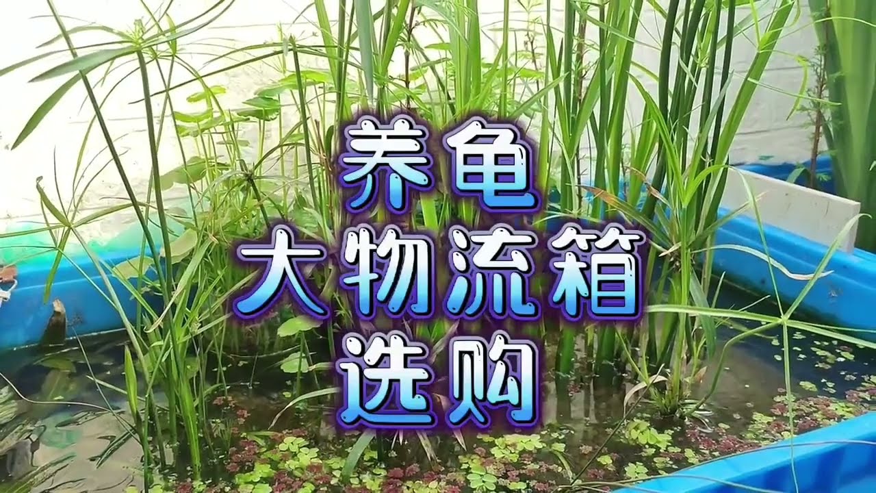 製作養龜生態缸的利器，物流箱顏色尺寸怎麼選？ 大周轉箱網購教程