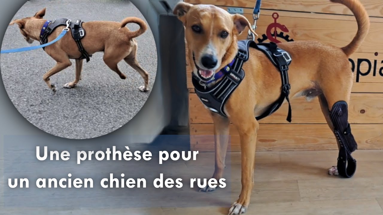 Une proth&egrave;se pour un ancien chien des rue - Orthopia