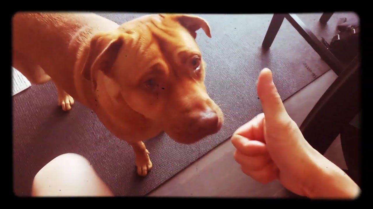 MACHO LEARNS THE RASTA-BLOOD HANDSHAKE