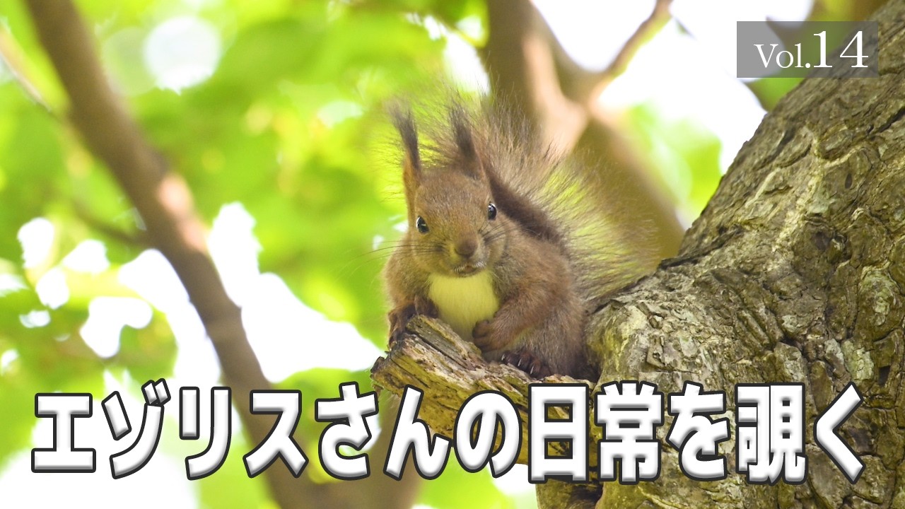【エゾリスさんの日常を覗く】 Vol.14　#エゾリス #北海道 #野生動物 #癒し