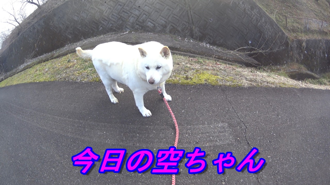 【新】　白柴犬、ゴールデンリトリバーお散歩動画