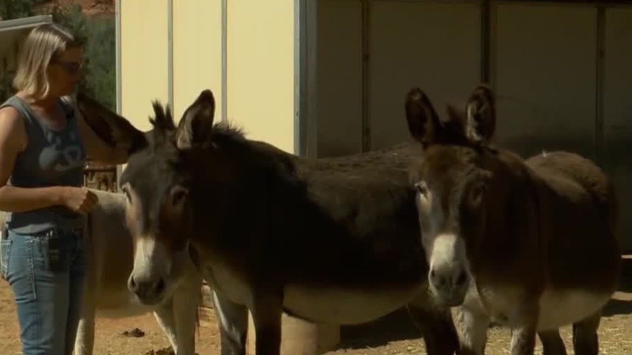 Best Friends Animal Sanctuary in Kanab is home to 1,600 animals