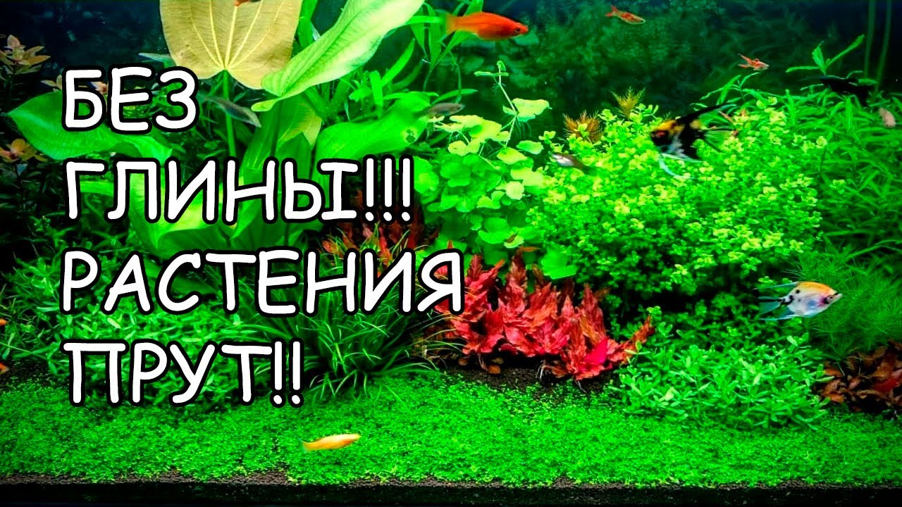 КОПЕЕЧНОЕ УДОБРЕНИЕ. РАСТЕНИЯ РАСТУТ КАК НА ДРОЖЖАХ!