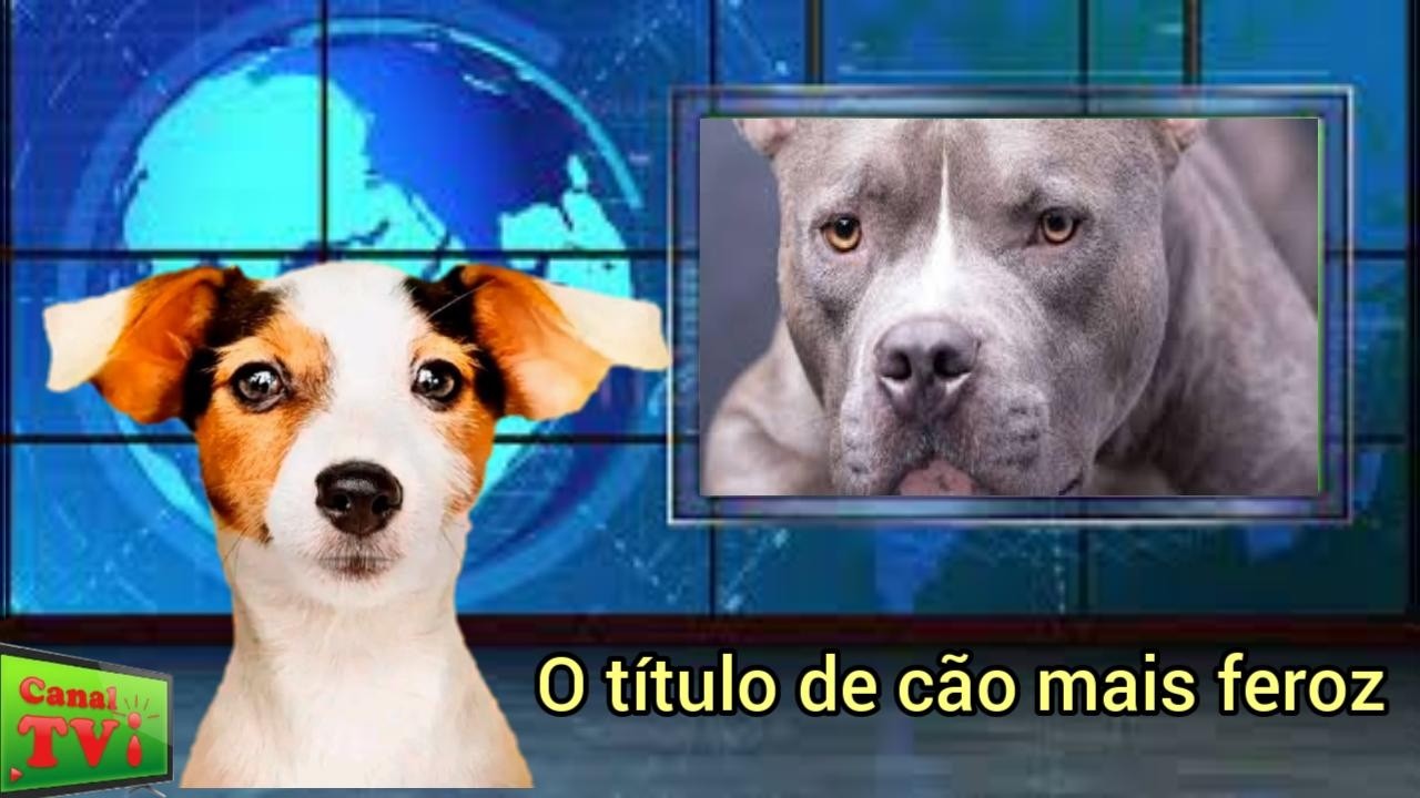 Canal TVi animal, falaremos hoje: Cão Feroz.
