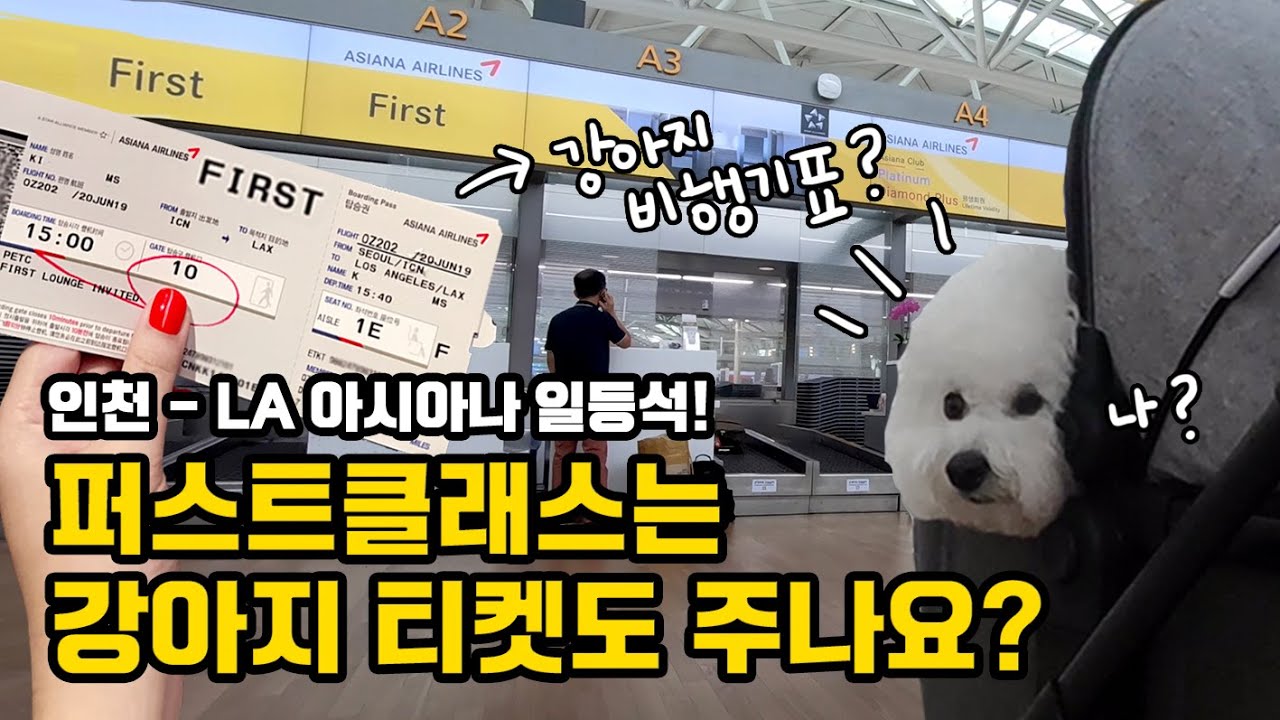 ✈️아시아나 일등석에 강아지가? 퍼스트클래스에 탑승한 귀여운 비숑프리제 순무! 인천공항 동물 검역 심사 및 아시아나 프리미엄 카운터 체크인! 강아지랑 출국/입국 문제없어요!A380