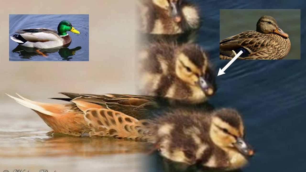Diferentes razas de patos/ Domésticos y silvestres
