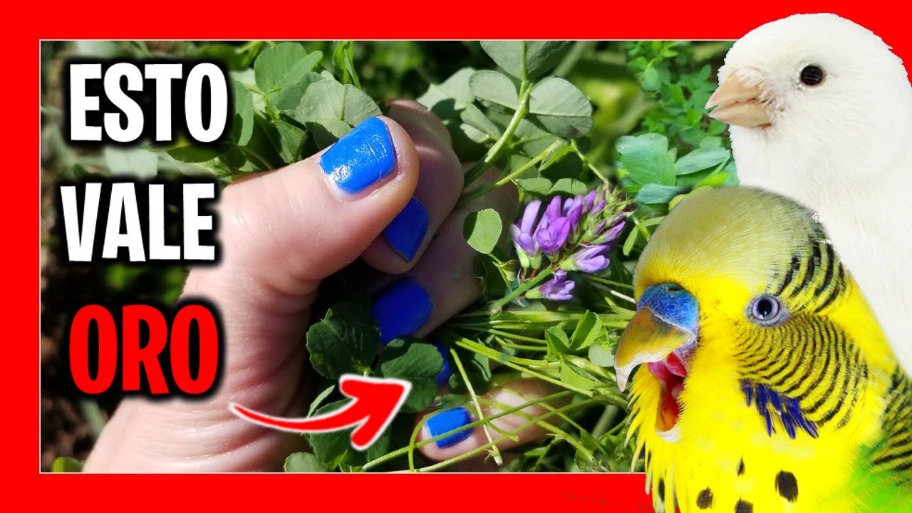 По этой причине 😱 вы должны давать своим птицам люцерну 🐦 Люцерну для птиц