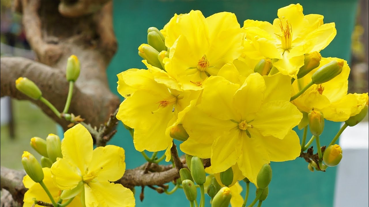 Loan Thái Mai Vàng đang phát trực tiếp!lh 0888.460.449