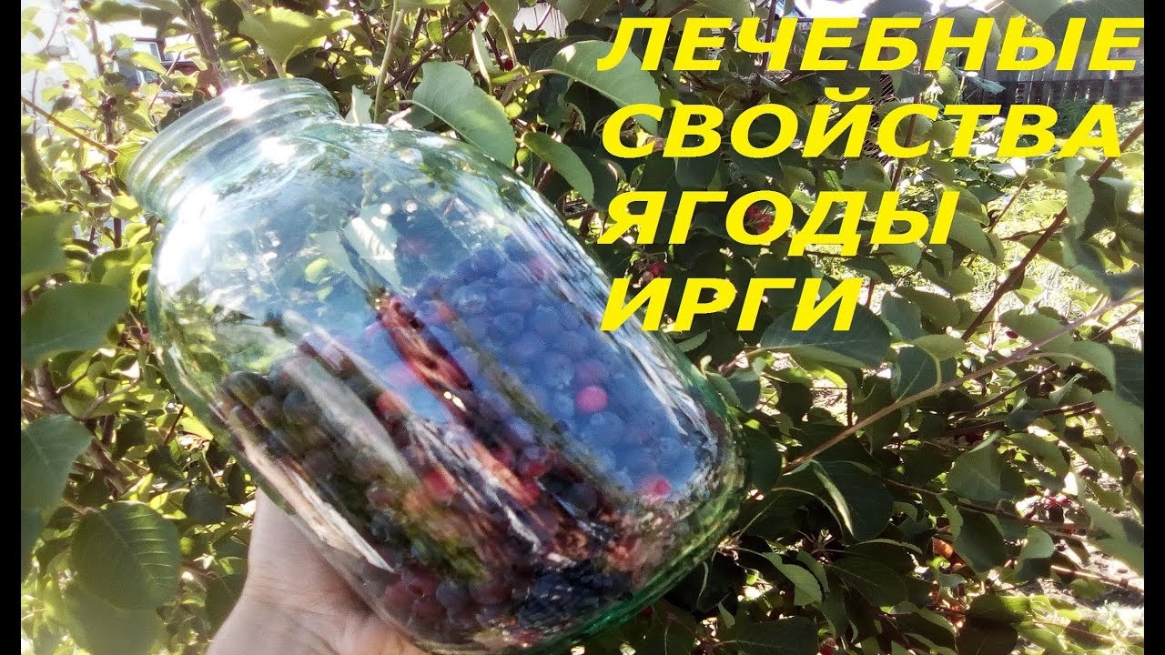 ЧЕМ ПОЛЕЗНА ИРГА? ЧТО ЛУЧШЕ С НЕЁ ДЕЛАТЬ?