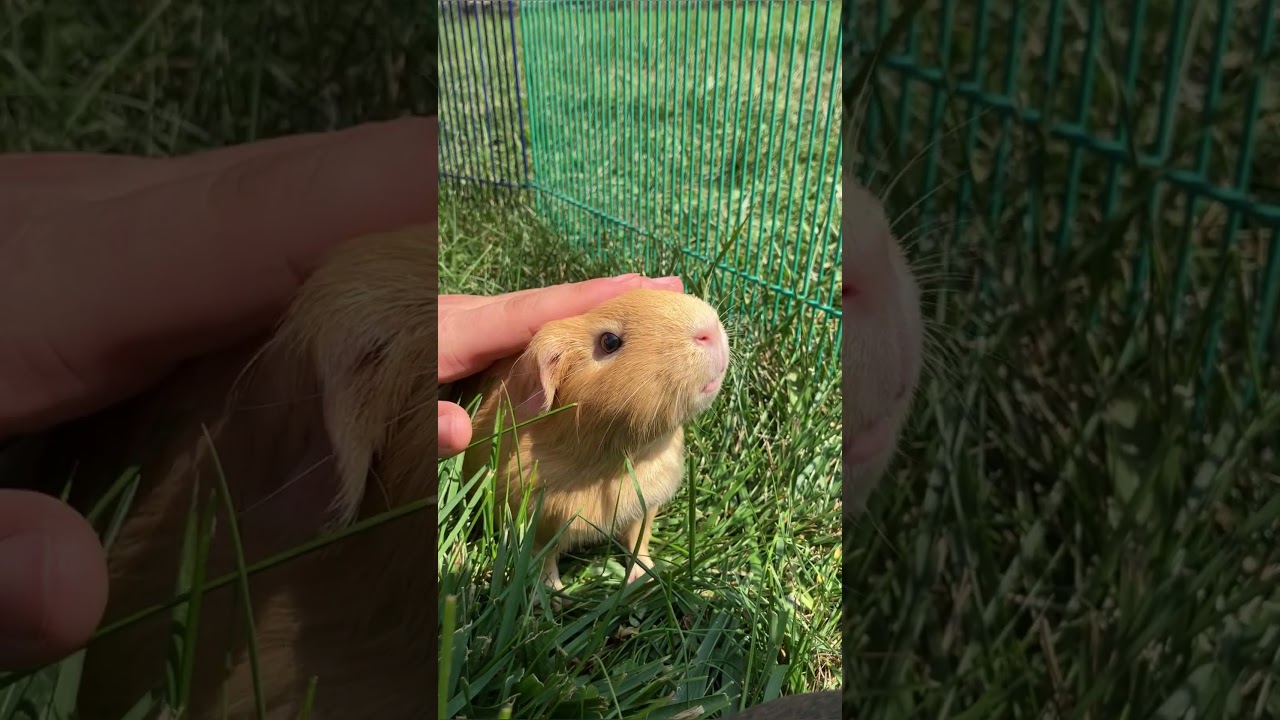 Cute Guinea Pig noises!  Nuggets gets scared! Cute Guinea pig squeaks!