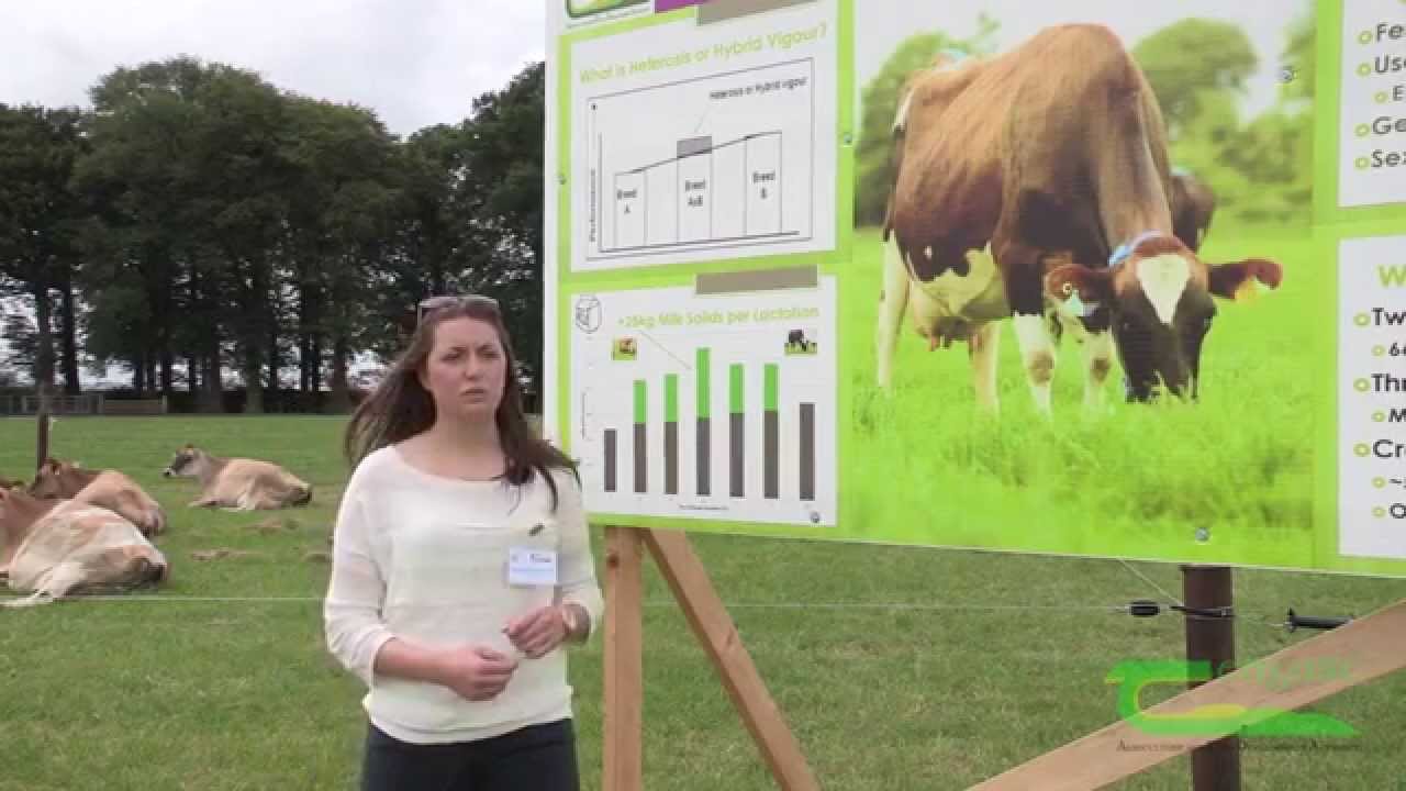 Cross Breeding in Irish Dairy Herds - Teagasc Moorepark '15