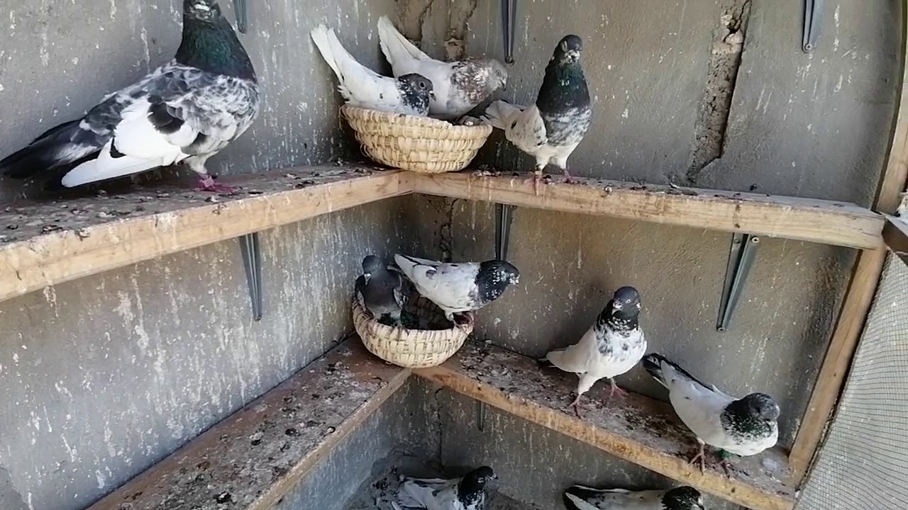 فيديو متنوع تور وحمر... وسبحناهن بخل التفاح وقت الظهر