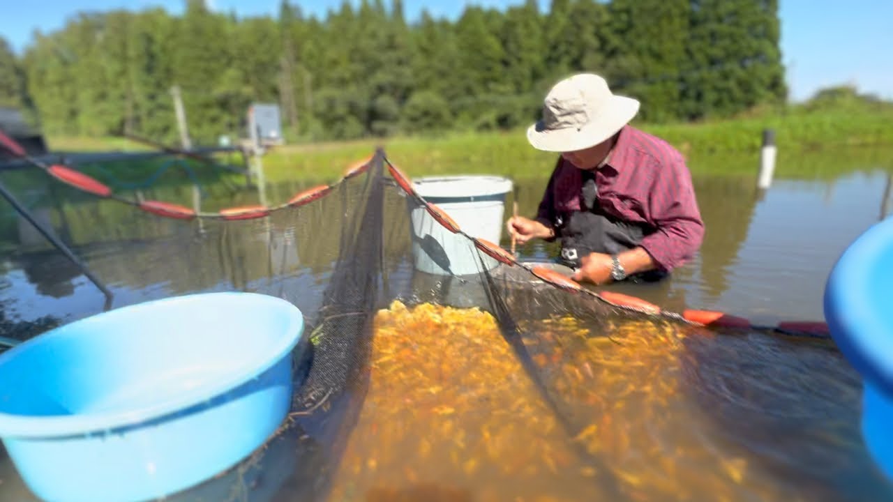 金色の野池#koi #山吹黄金#錦鯉