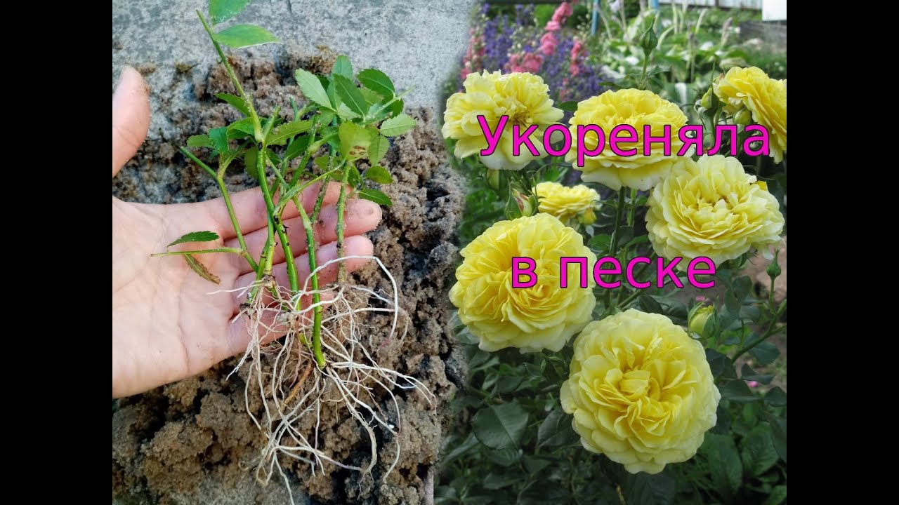 Черенки роз отлично укореняются в песке.