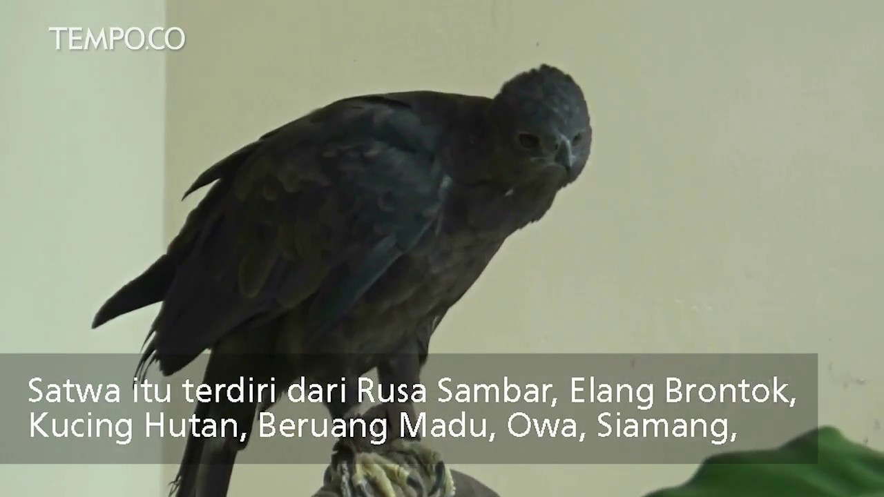 Polda Riau Menyita 44 Ekor Satwa Lindung dari Masyarakat