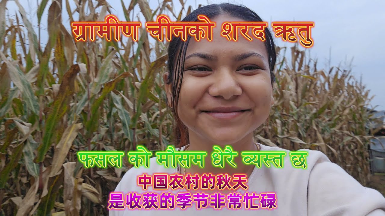 ग्रामीण चीनको शरद ऋतु &फसल को मौसम धेरै व्यस्त छ&中国农村的秋天&是收获的季节非常忙碌