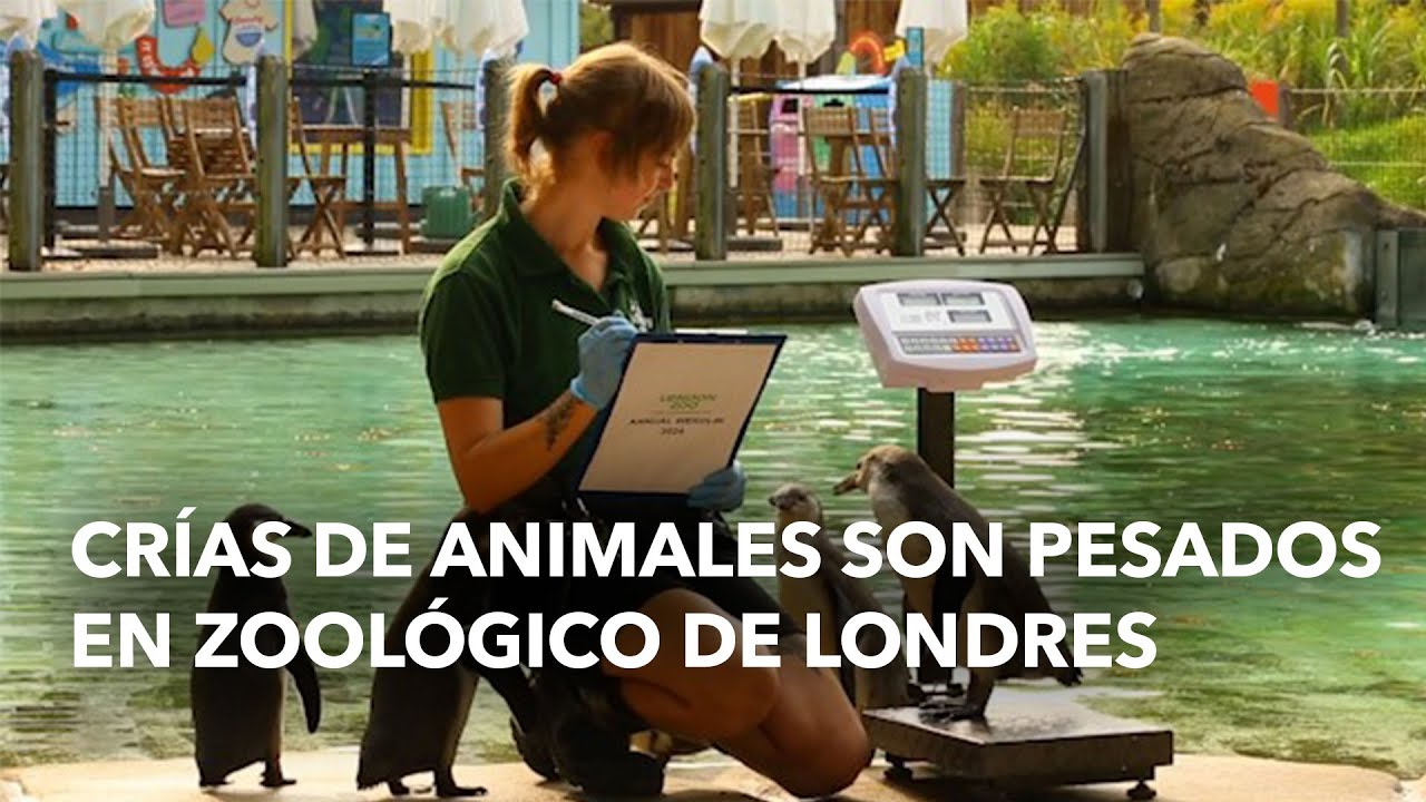 Cr&iacute;as de animales son pesados en zool&oacute;gico de Londres