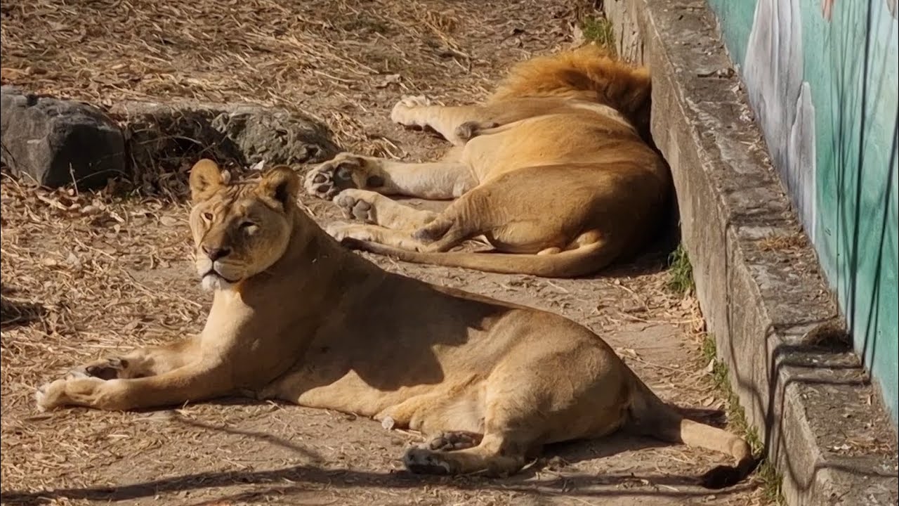따스한 햇살과 새소리가 좋아 #사자부부 #lion #라온과후추 #달성공원 