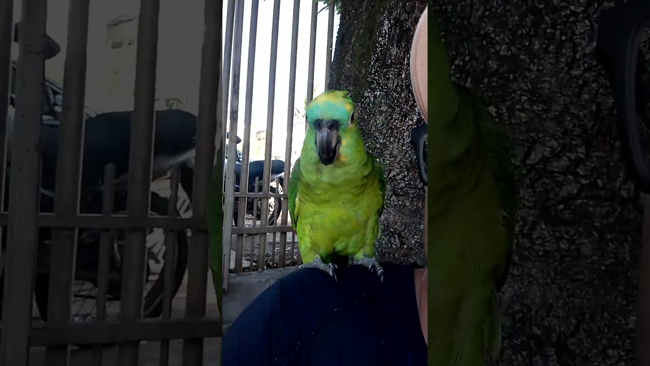 canta minha vida 😍🦜🦜♥️ ti amo 😍🦜