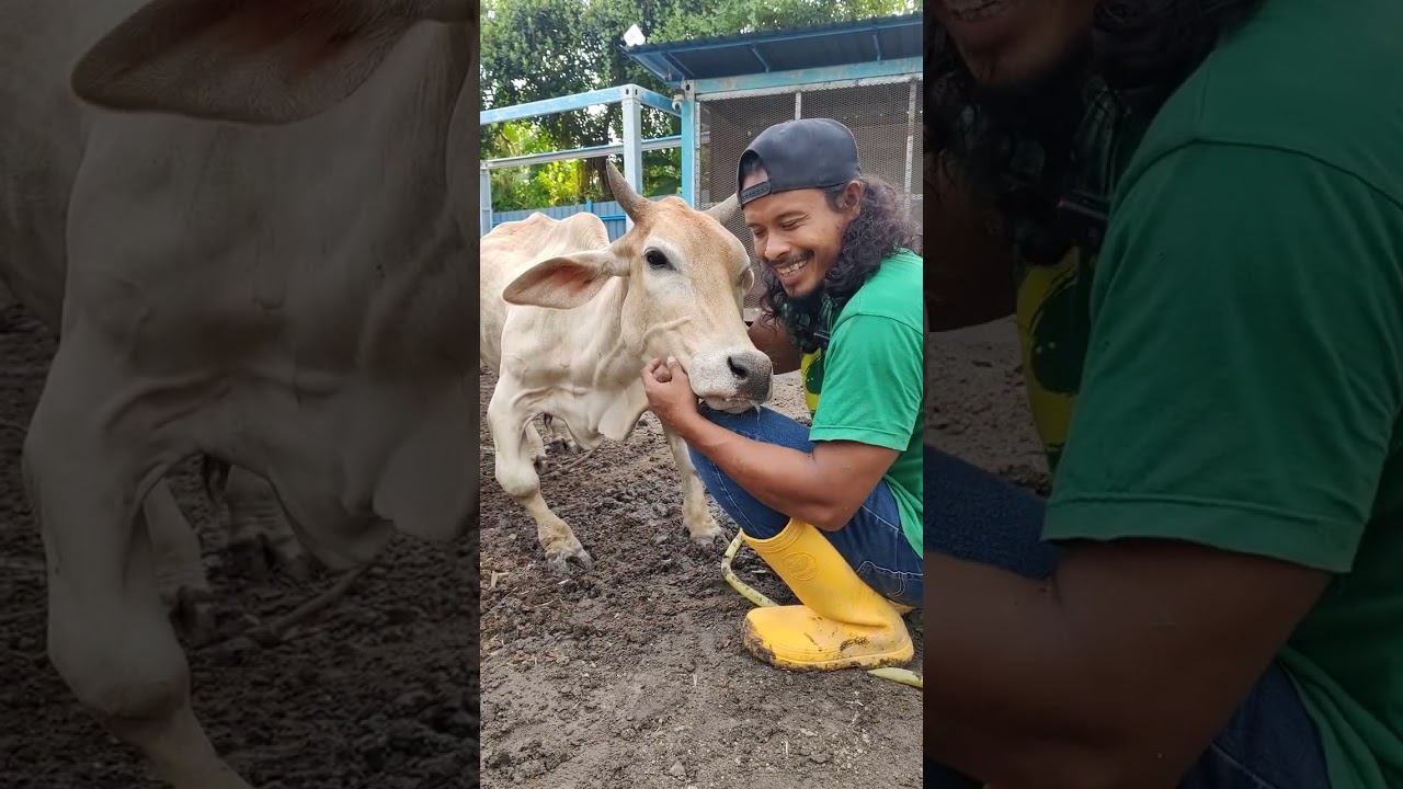 lembu cacat tapi comel