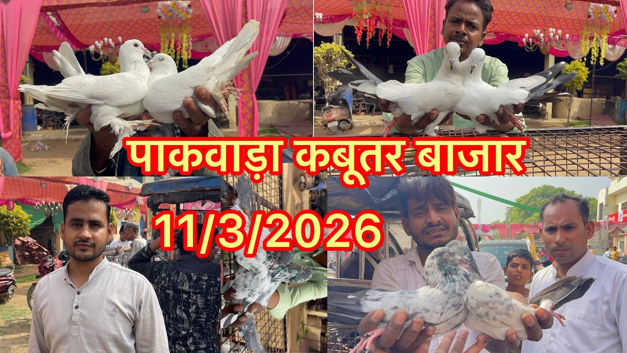 पाकवाड़ा कबूतर बाजार Pakwada Kabootar market 11/3/2026