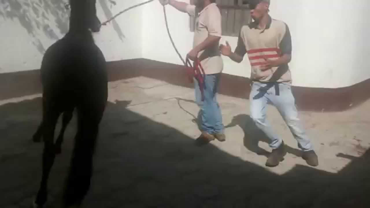 DON FINO DE LA ISA A SUS 27 MESES DE EDAD.