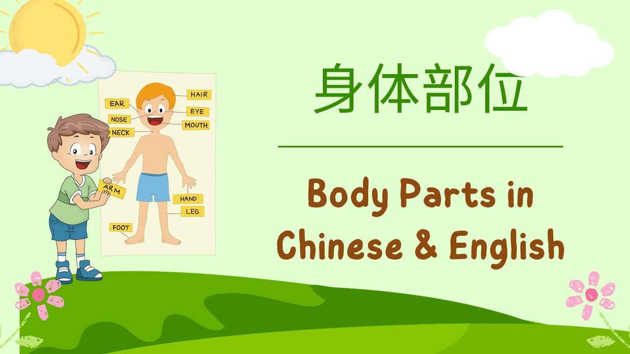 身体部位 - Body Parts in Chinese & English