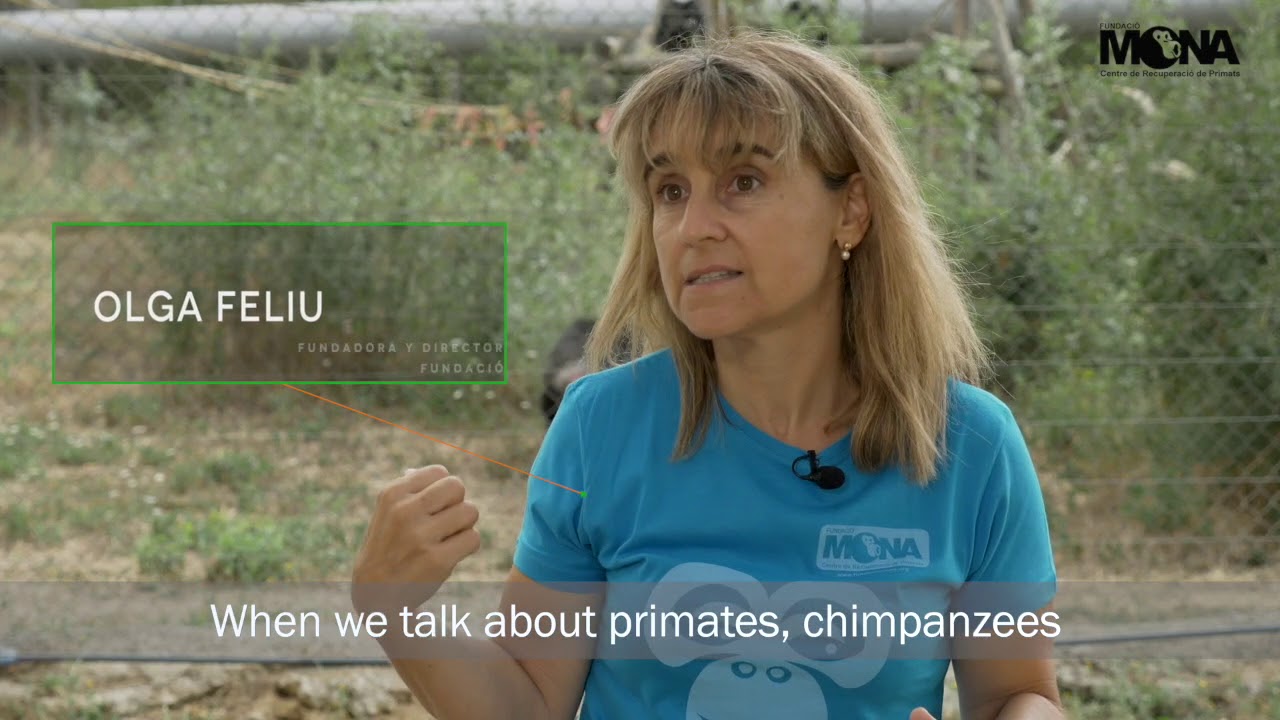 Conoce la labor de Fundación Mona, Centro de Recuperación de Primates