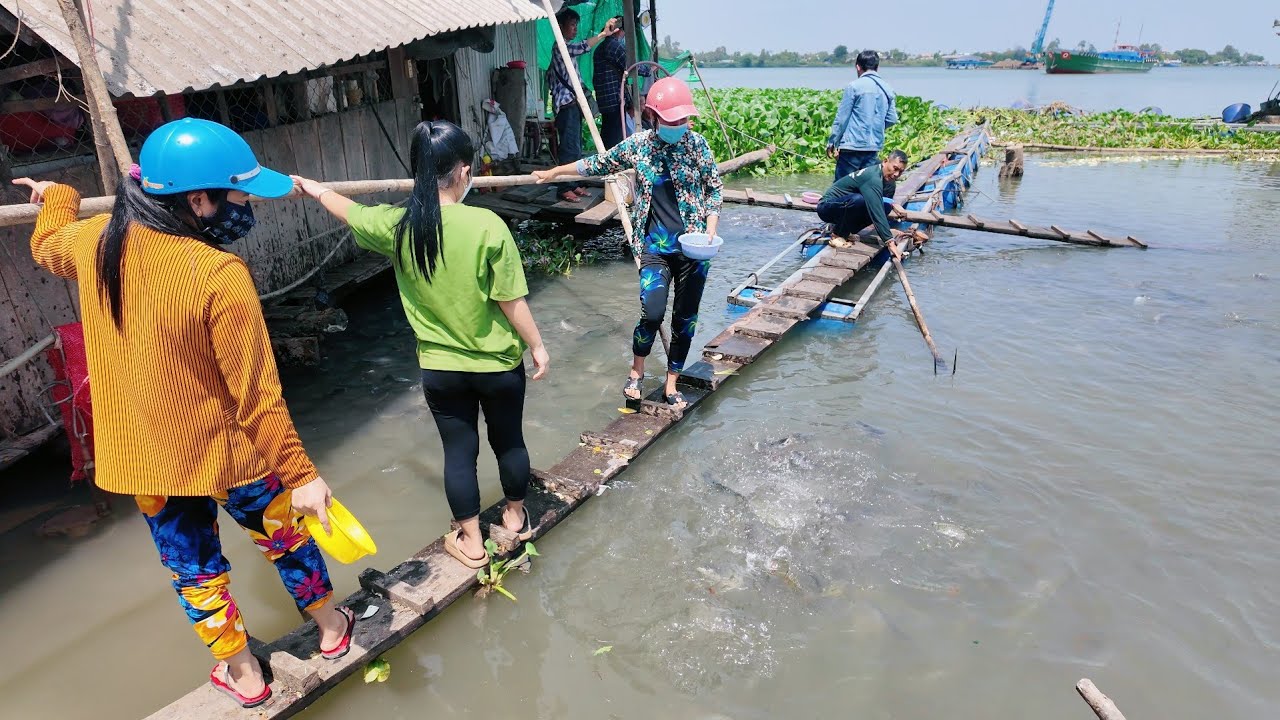 Đổ xô ra Sông Vàm Nao xem 3 Cụ Rùa cùng hàng 100 tấn cá vào bờ trú ngụ