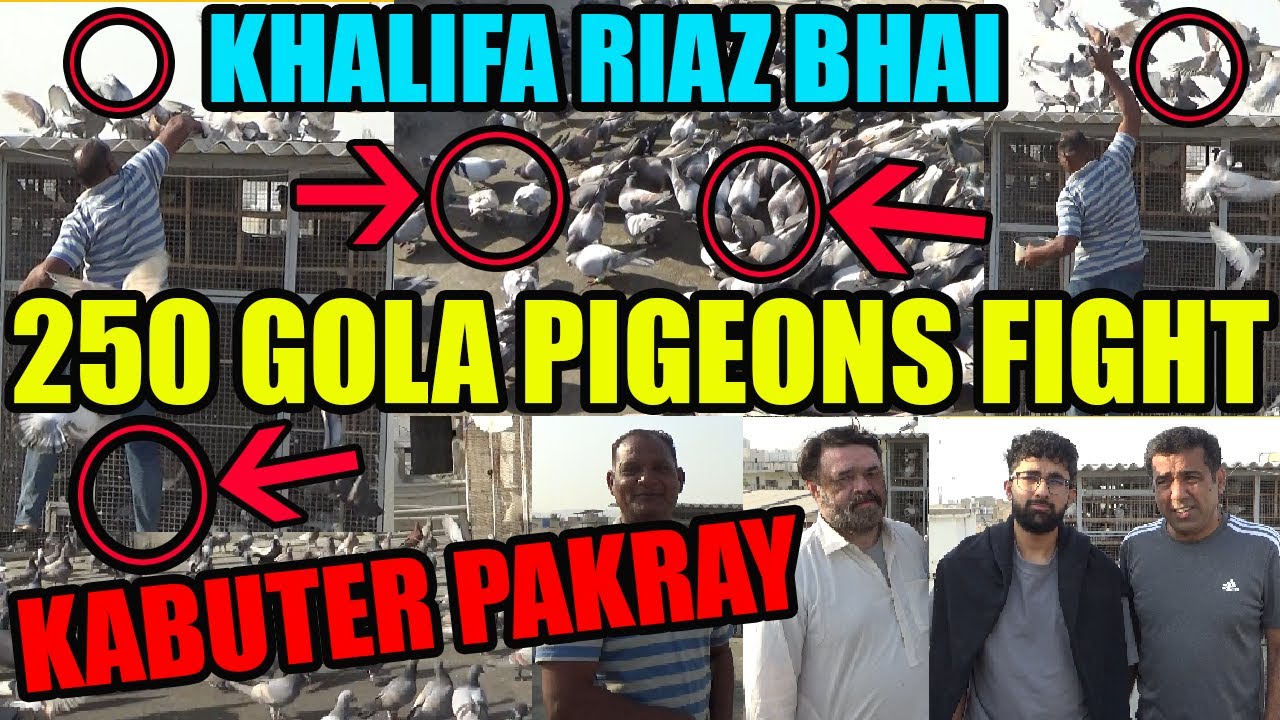 250 Gola Pigeons Fight Loft Khalifa Riaz USA Walay Tofani Larrayya Kabuter Pakra Catching Pigeons