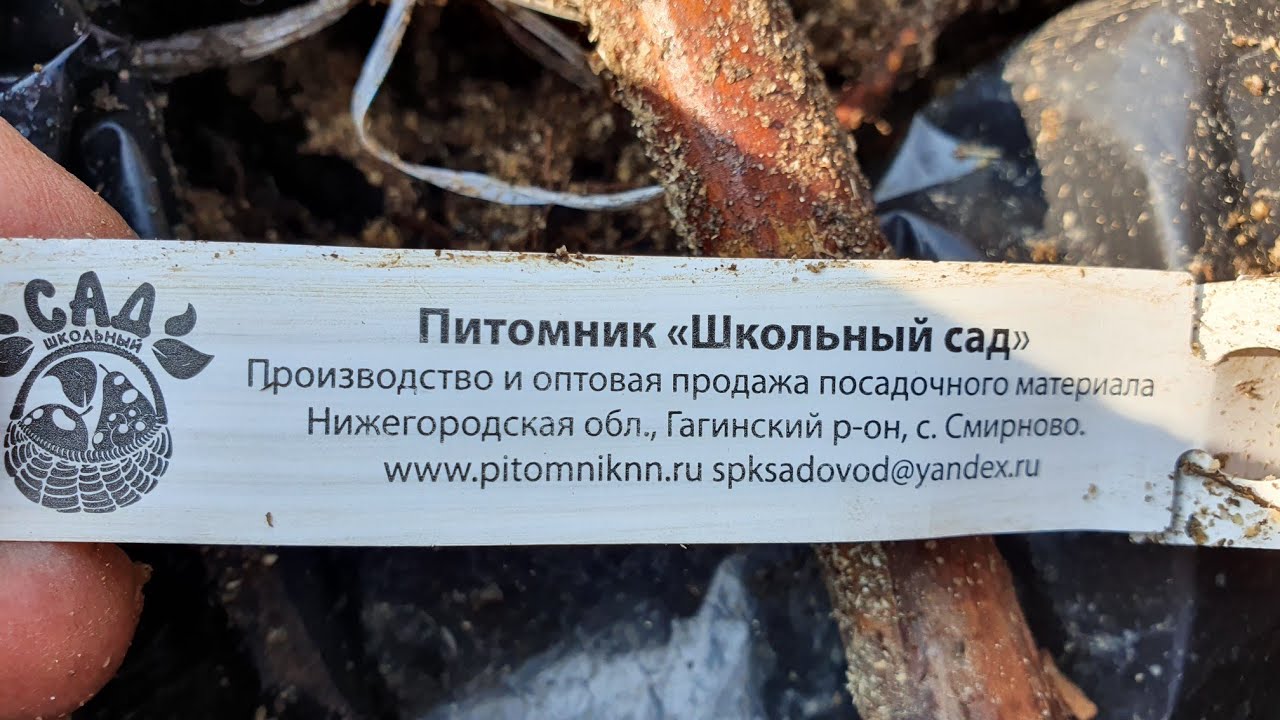 Малина из питомника ШКОЛЬНЫЙ САД. Сравним с ТОПовыми сортами.
