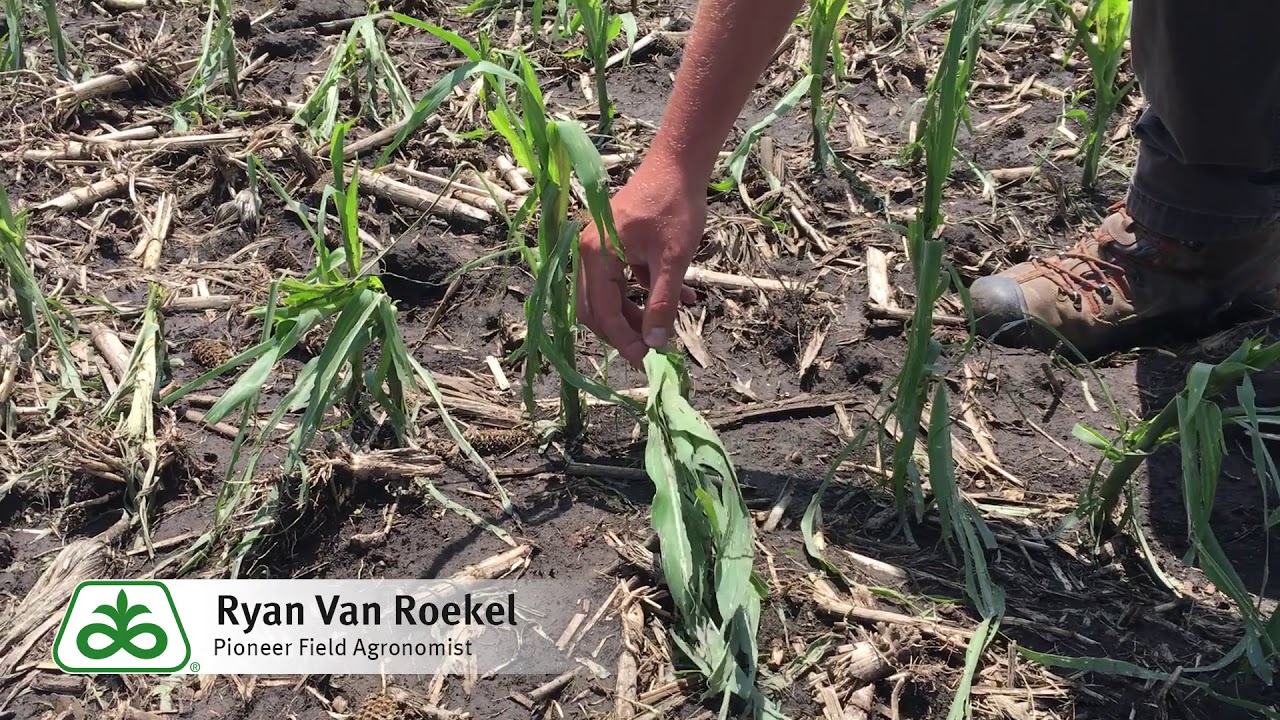 What to do if Your Corn Fields Suffer Hail Damage