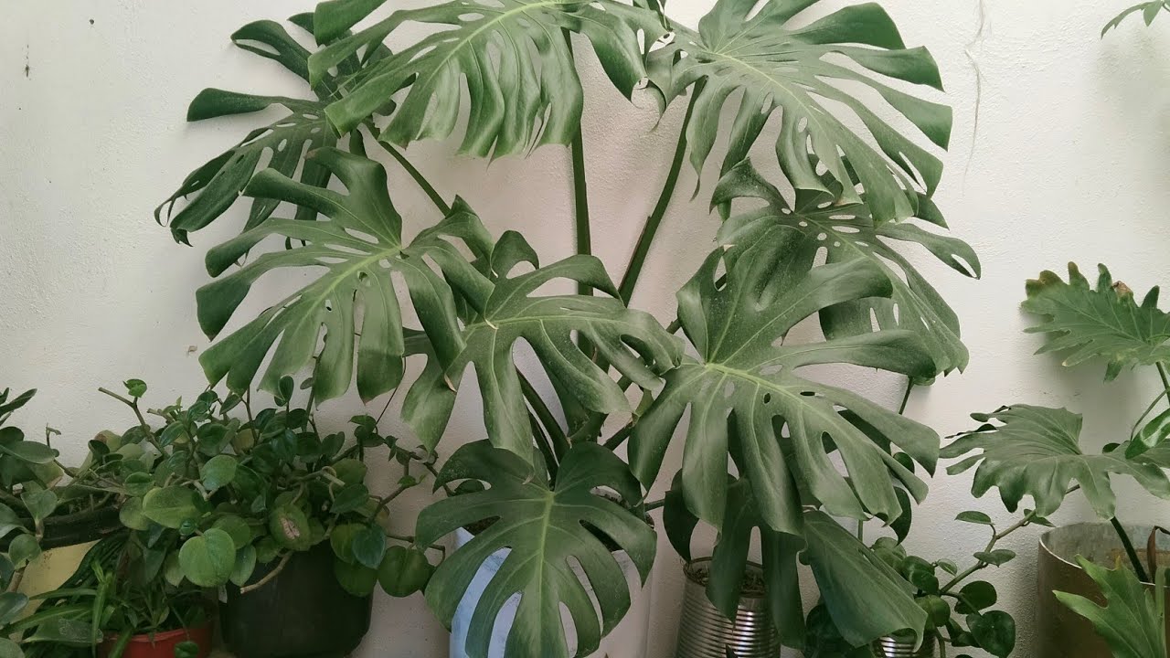 Trasplante Hoja de Monstera deliciosa que propague en agua 😊
