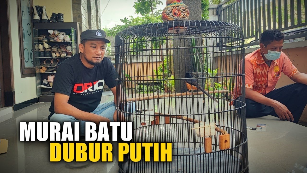 MURAI BATU DUBUR PUTIH