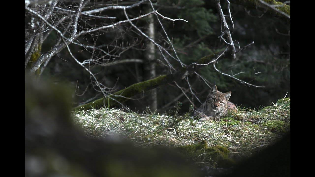 Sur les traces du Lynx boréal - Épisode 4 - L'observation