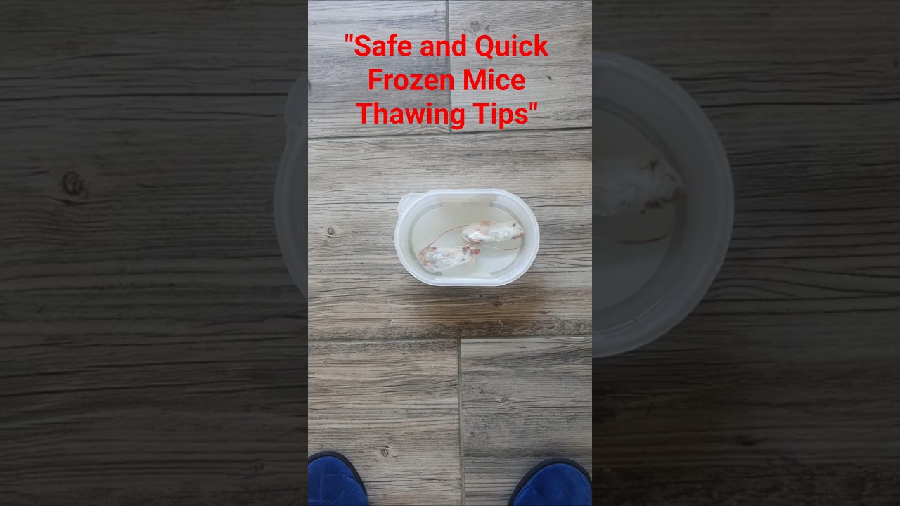 🐭How I Thaw Frozen Mice for Feeding My Ball Python...
