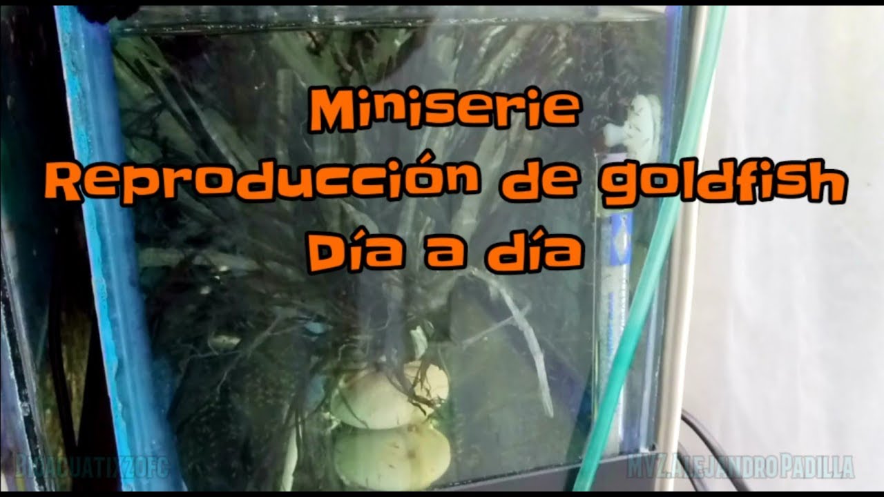 Reproducción de goldfish miniserie #1