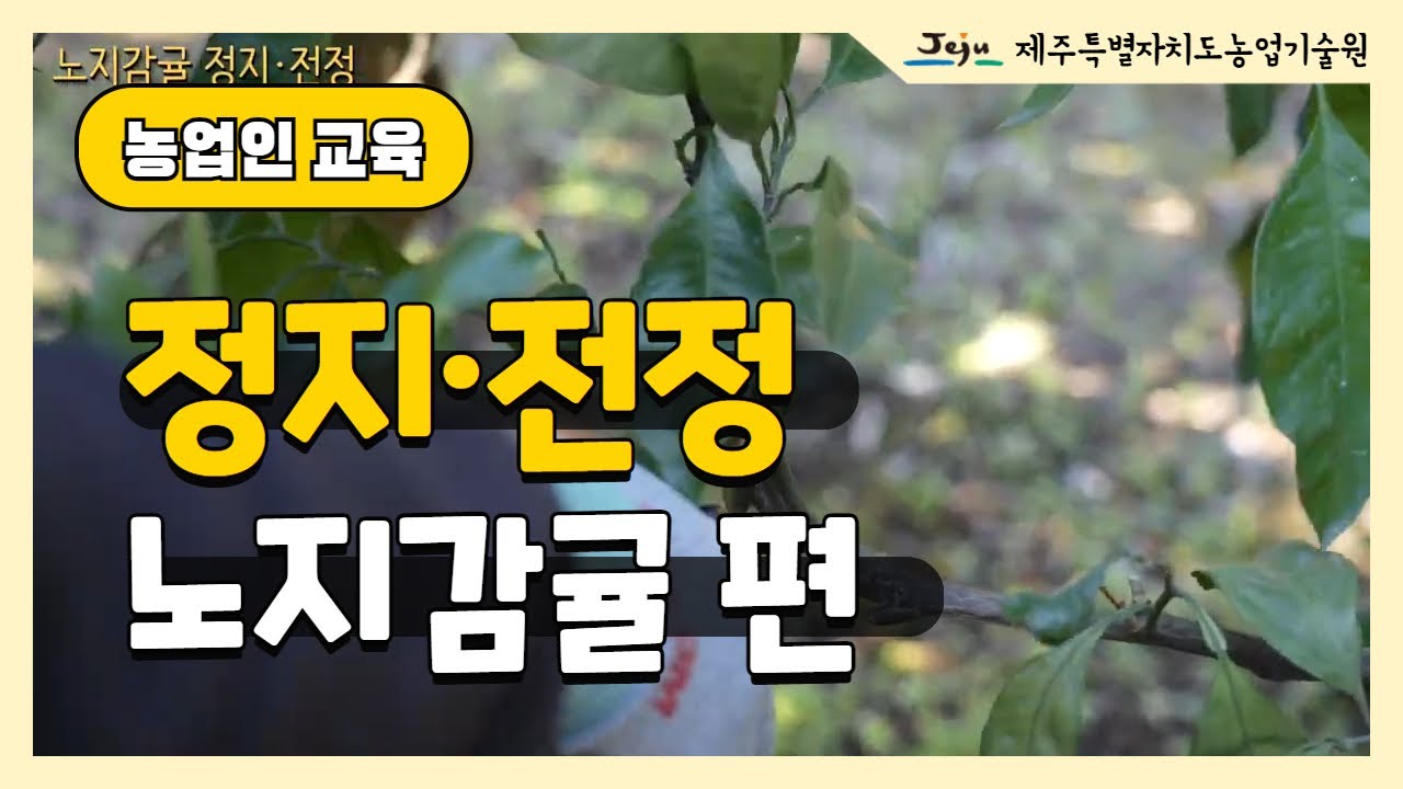 [2025년] 노지감귤 정지·전정 방법