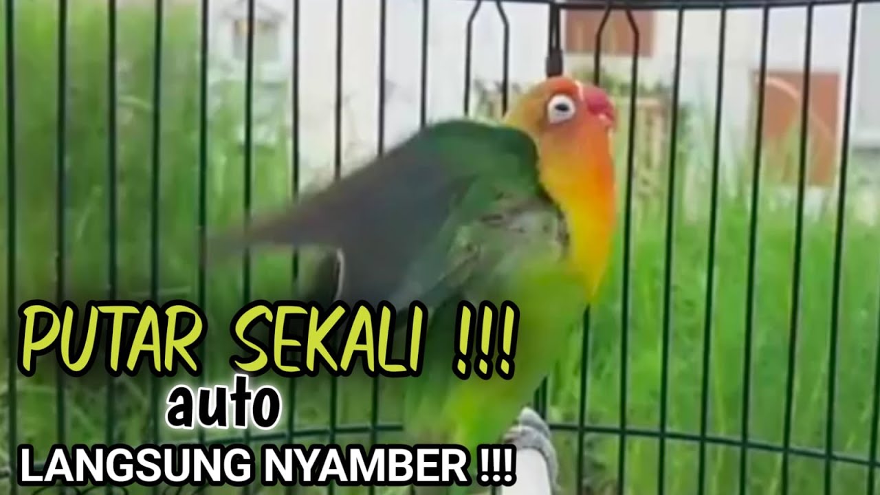 PANCINGAN LOVEBIRD Ngekek Panjang PALING AMPUH, LB Bahan Cepat GACOR Ngetik Mantab Ngekek Panjang