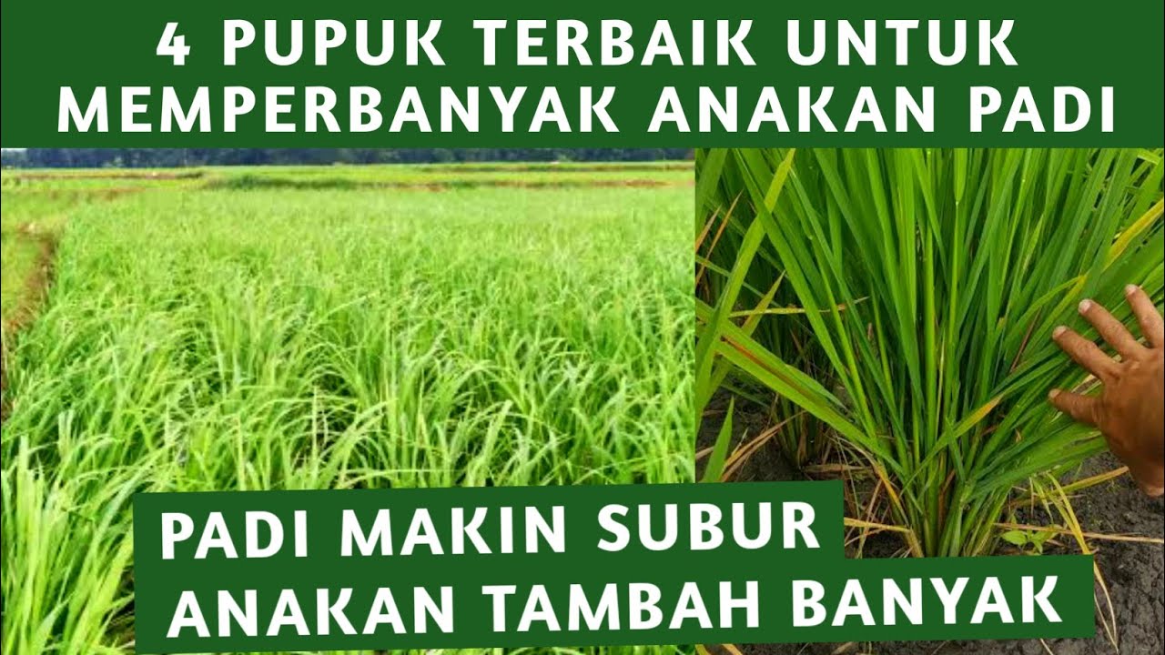 4 JENIS PUPUK TERBAIK UNTUK MEMPERBANYAK ANAKAN PADI TAHUN 2025