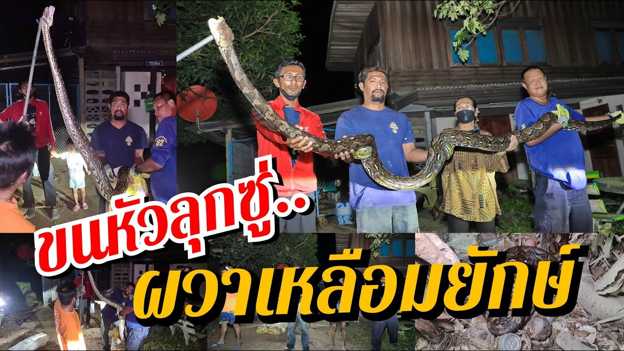 กู้ภัยไล่ล่าเหลือมยักษ์ ทำชาวบ้านผวาขนหัวลุก
